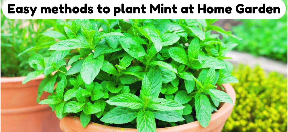 Easy methods to plant Mint at Home Garden