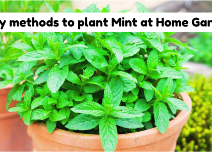 Easy methods to plant Mint at Home Garden