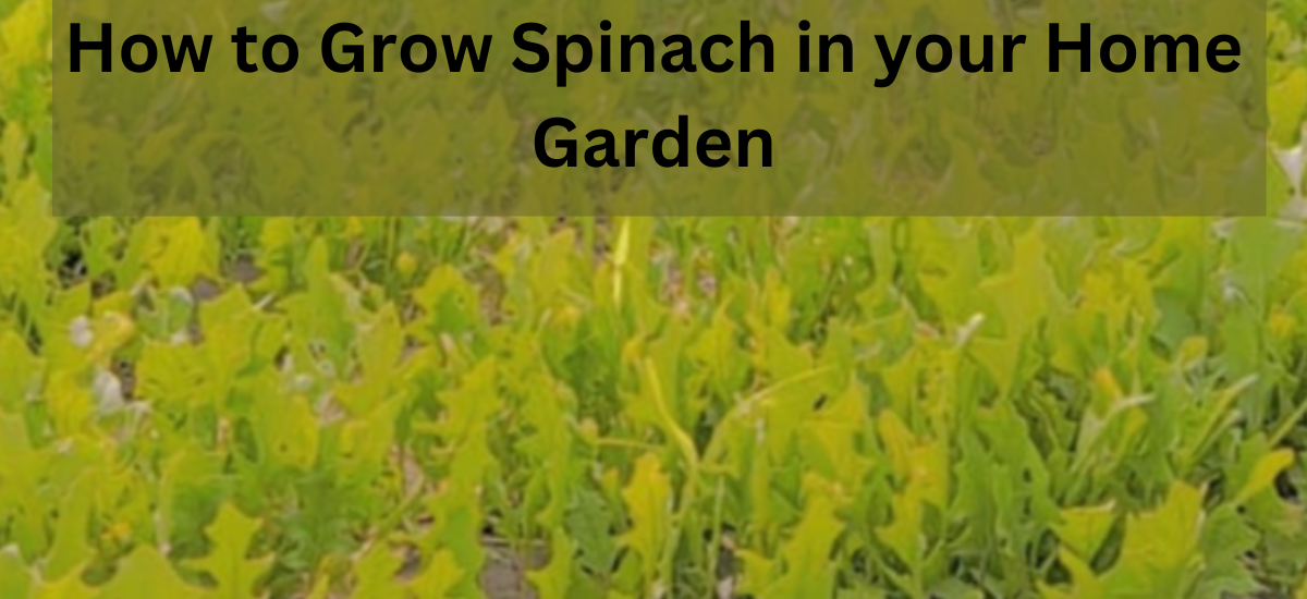 How to Grow Spinach in your Home Garden 2