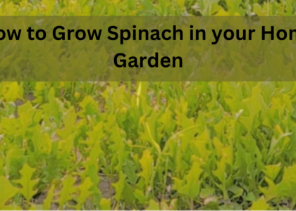 How to Grow Spinach in your Home Garden 2