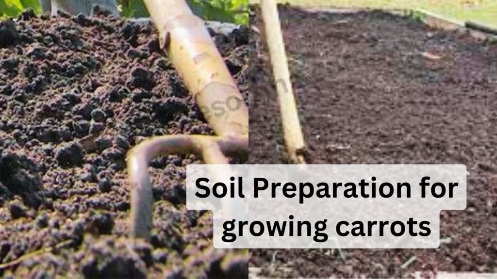 Soil Preparation for growing carrots