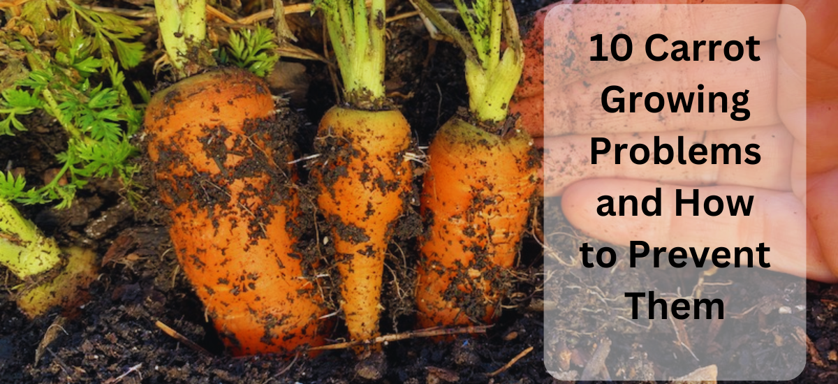 10 Carrot Growing Problems and How to Prevent Them