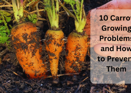 10 Carrot Growing Problems and How to Prevent Them