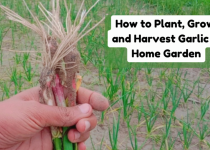 How to Plant Grow and Harvest Garlic in Home Garden