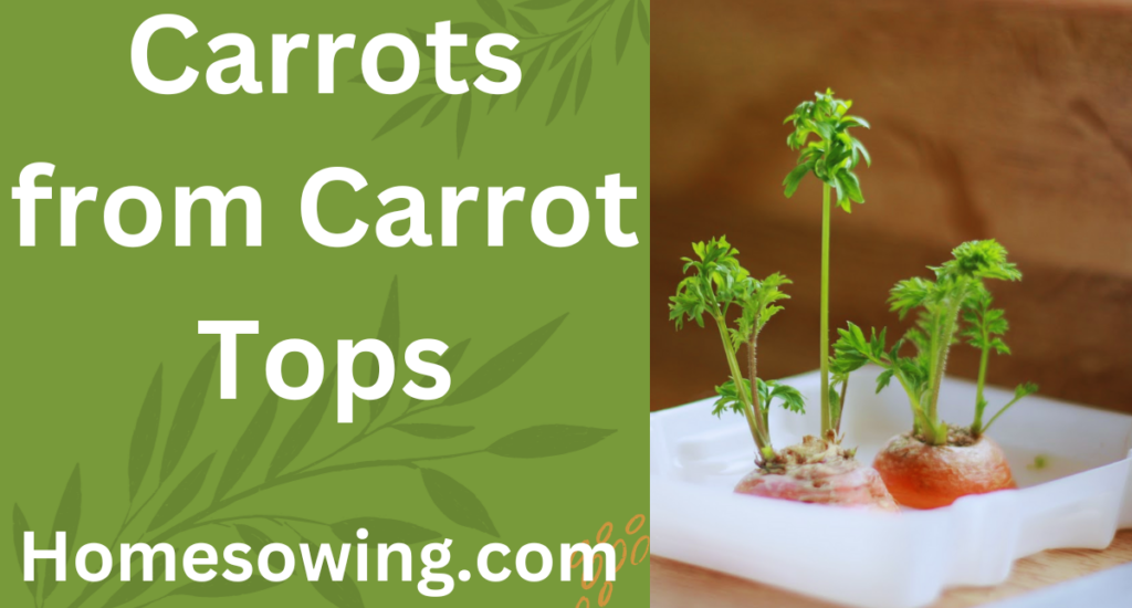 carrots tops