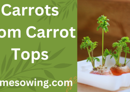 carrots tops