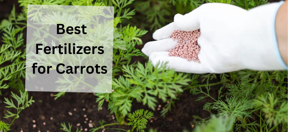 fertilizer carrots