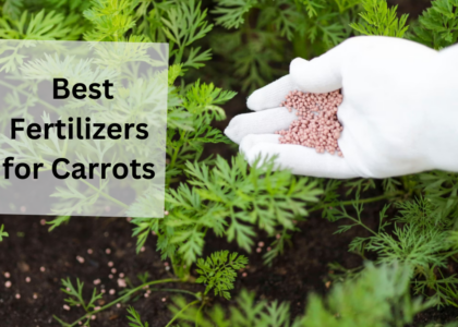 fertilizer carrots