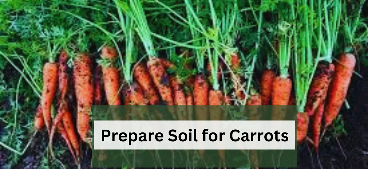 prepare soil for carrots