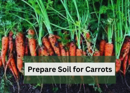 prepare soil for carrots