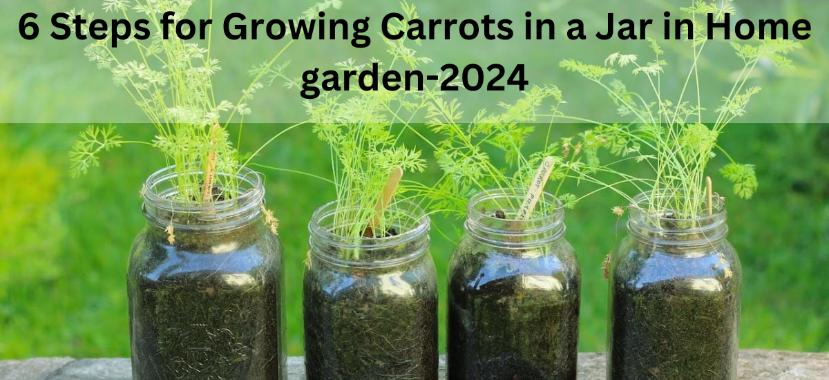 6 Steps for Growing Carrots in a Jar in Home garden 2024 1