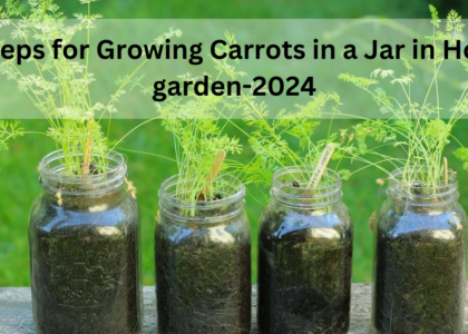 6 Steps for Growing Carrots in a Jar in Home garden 2024 1