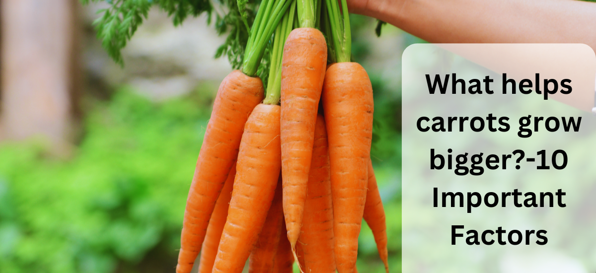 What helps carrots grow bigger 10 Important Factors