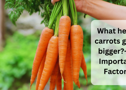 What helps carrots grow bigger 10 Important Factors