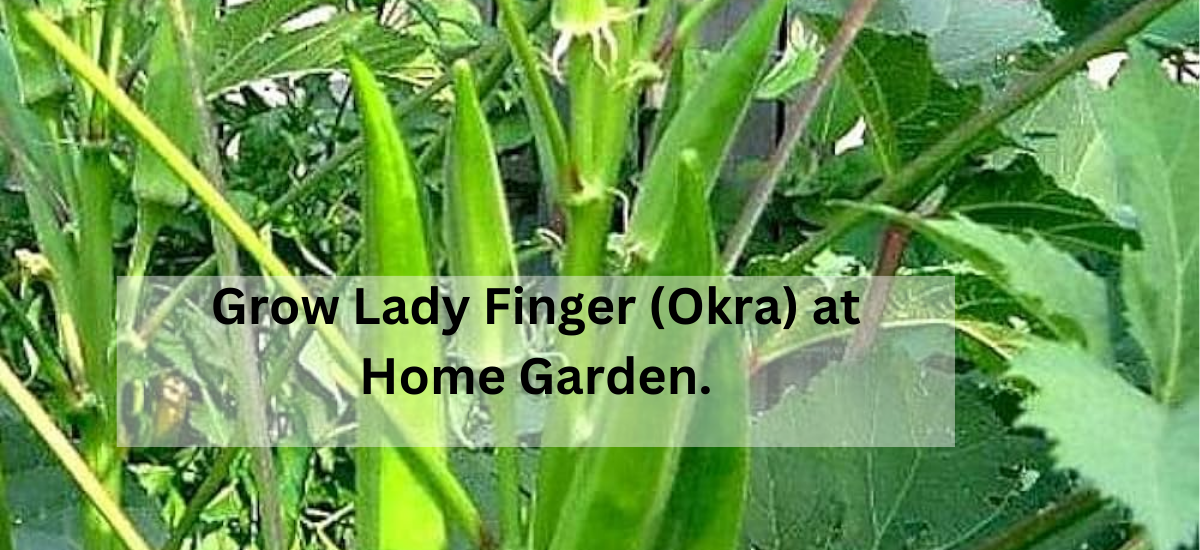 how to grow okra