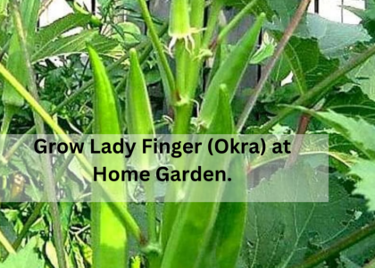 how to grow okra