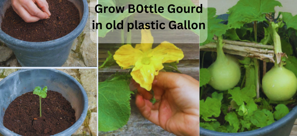 Grow B0ttle Gourd in old plastic Gallon