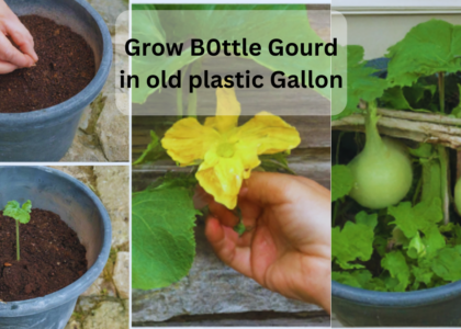 Grow B0ttle Gourd in old plastic Gallon