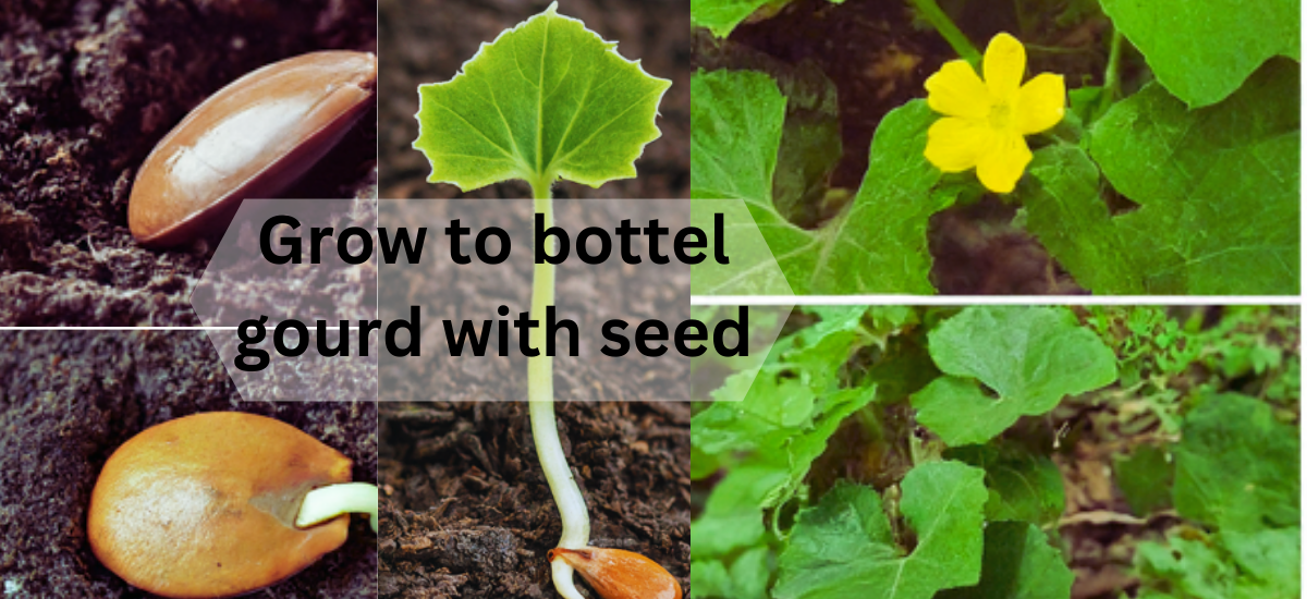 Grow B0ttle Gourd with seed