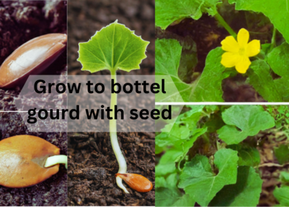 Grow B0ttle Gourd with seed