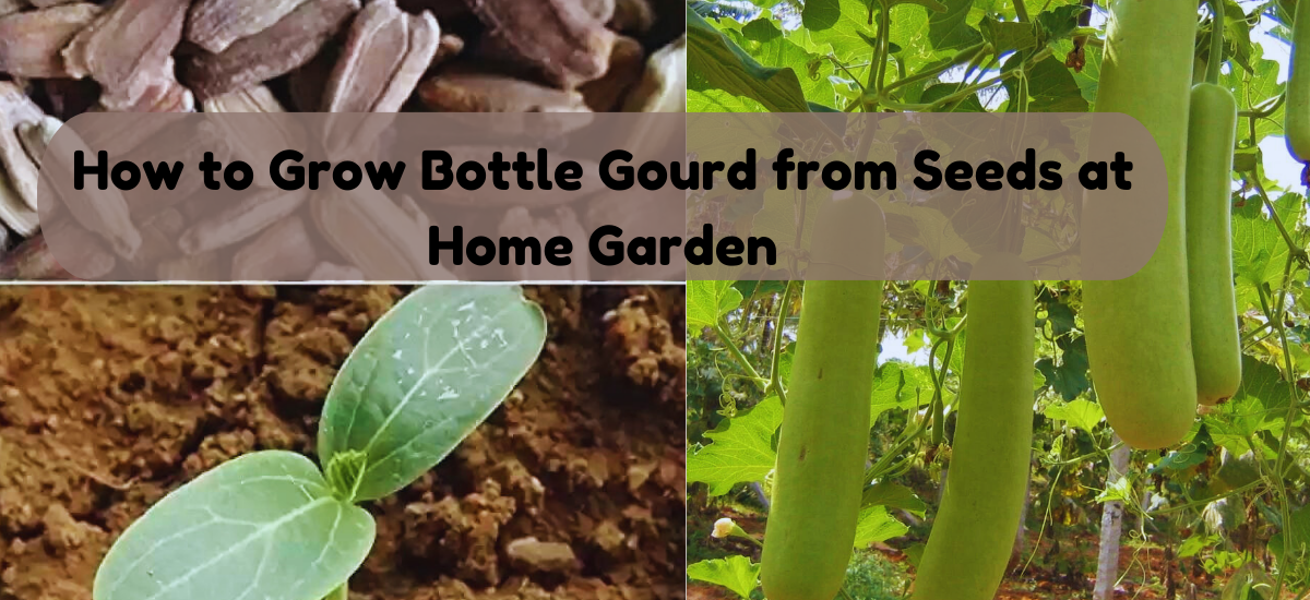 How to Grow Bottle Gourd from Seeds at Home Garden