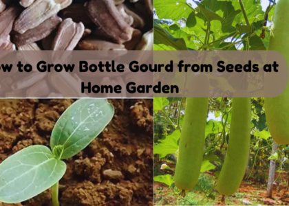 How to Grow Bottle Gourd from Seeds at Home Garden