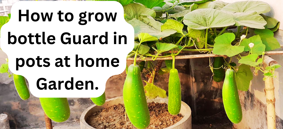 How to grow bottle Guard in pots at home Garden