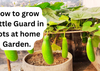 How to grow bottle Guard in pots at home Garden