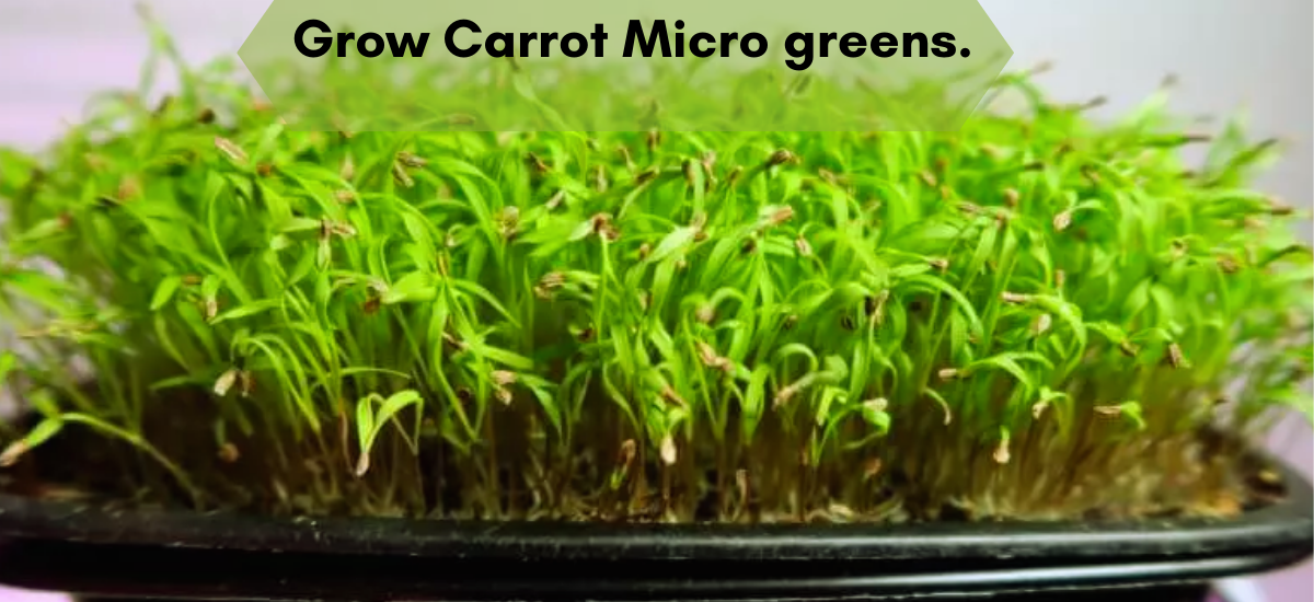 MIogreen carrot