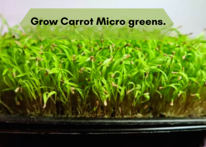 MIogreen carrot