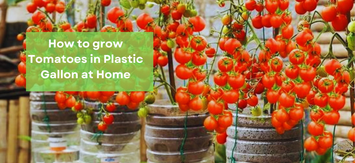 image showing Grow Tomatoes in Plastic Gallon at Home.