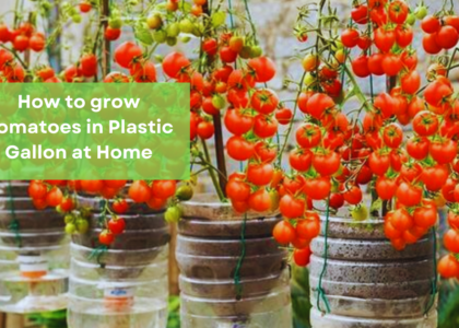 image showing Grow Tomatoes in Plastic Gallon at Home.