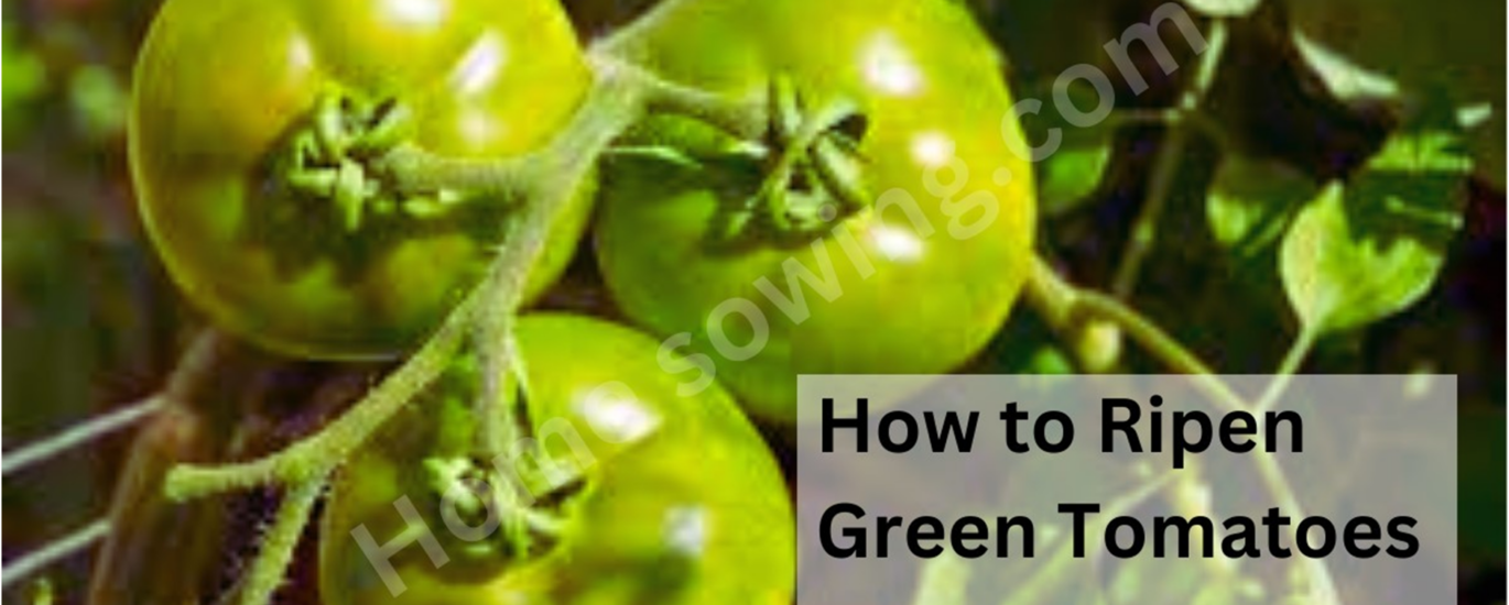 image showing Ripen Green Tomatoes