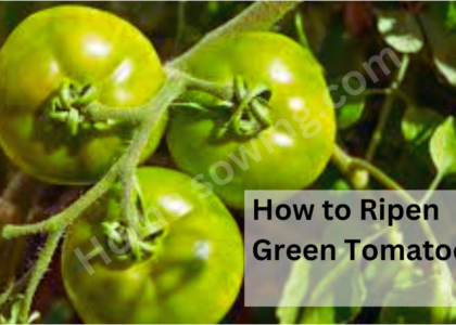 image showing Ripen Green Tomatoes