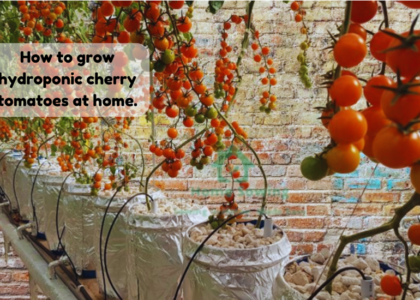 How to Grow Hydroponic Cherry Tomatoes at Home