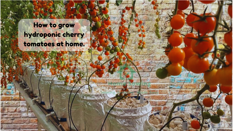 How to Grow Hydroponic Cherry Tomatoes at Home