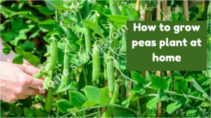 How to Grow Pea Plants in Your Home Garden