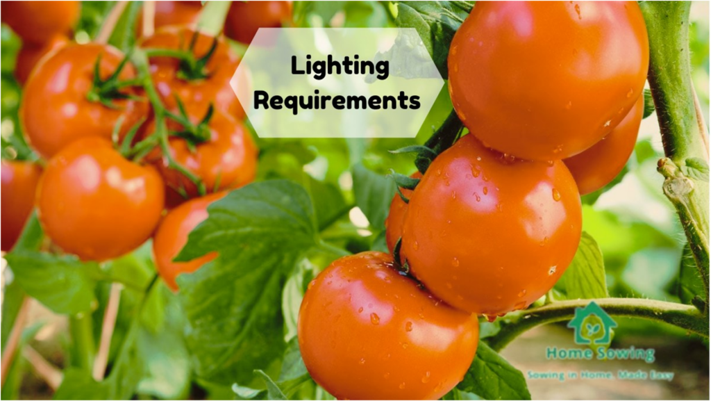 Lighting Requirements