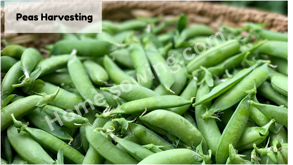 peas harvesting