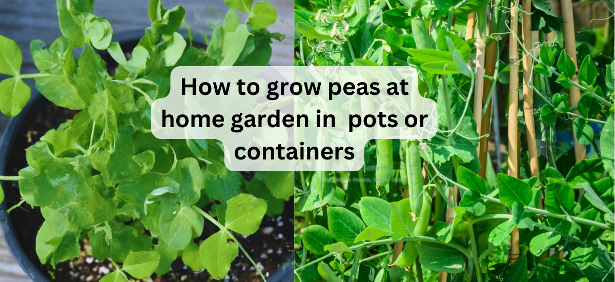 How to Grow Peas at home garden in Pots or Containers