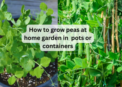 How to Grow Peas at home garden in Pots or Containers