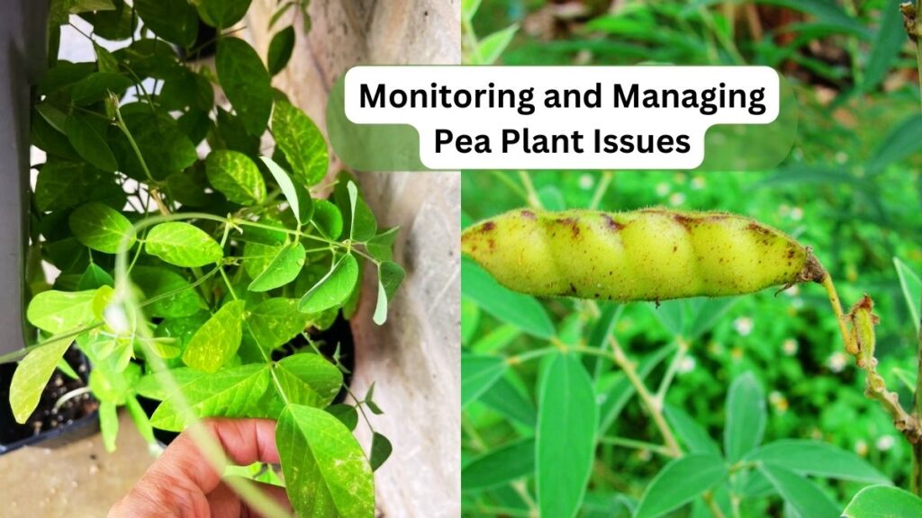 Monitoring and Managing Pea Plant Issues 1