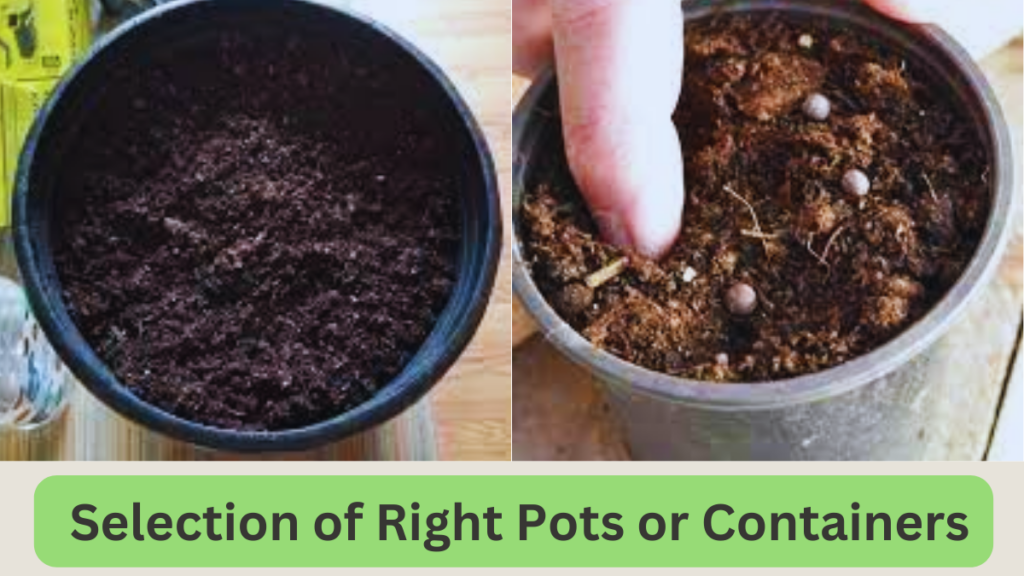 Selection of Right Pots or Containers