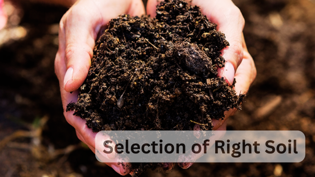 Selection of Right Soil