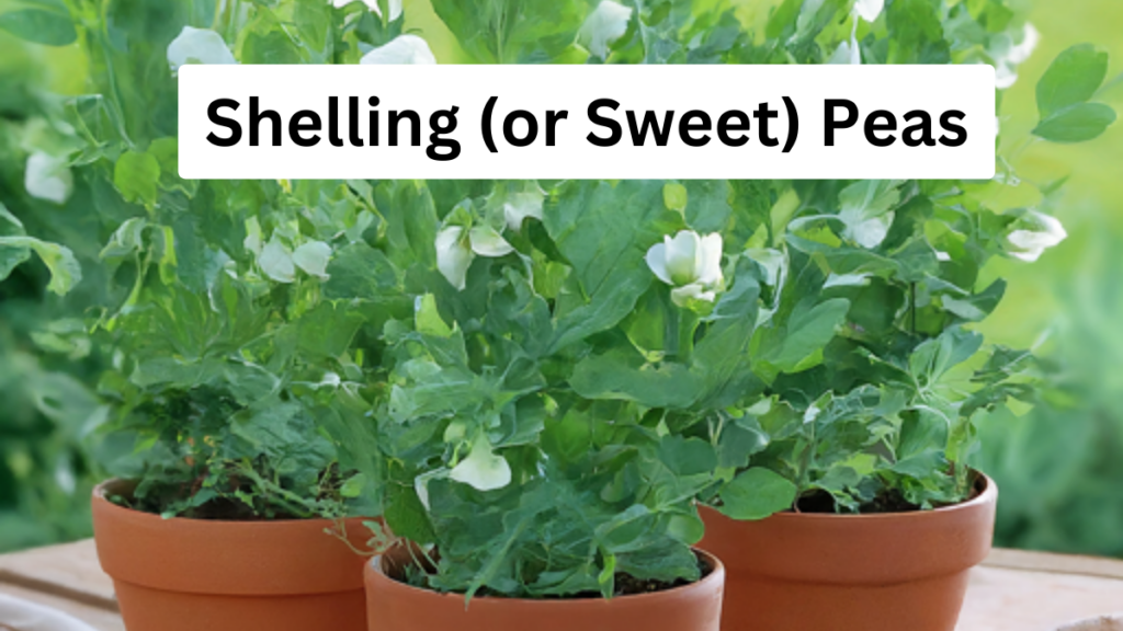 Shelling or Sweet Peas