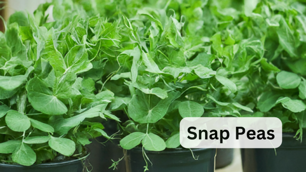 Snap Peas