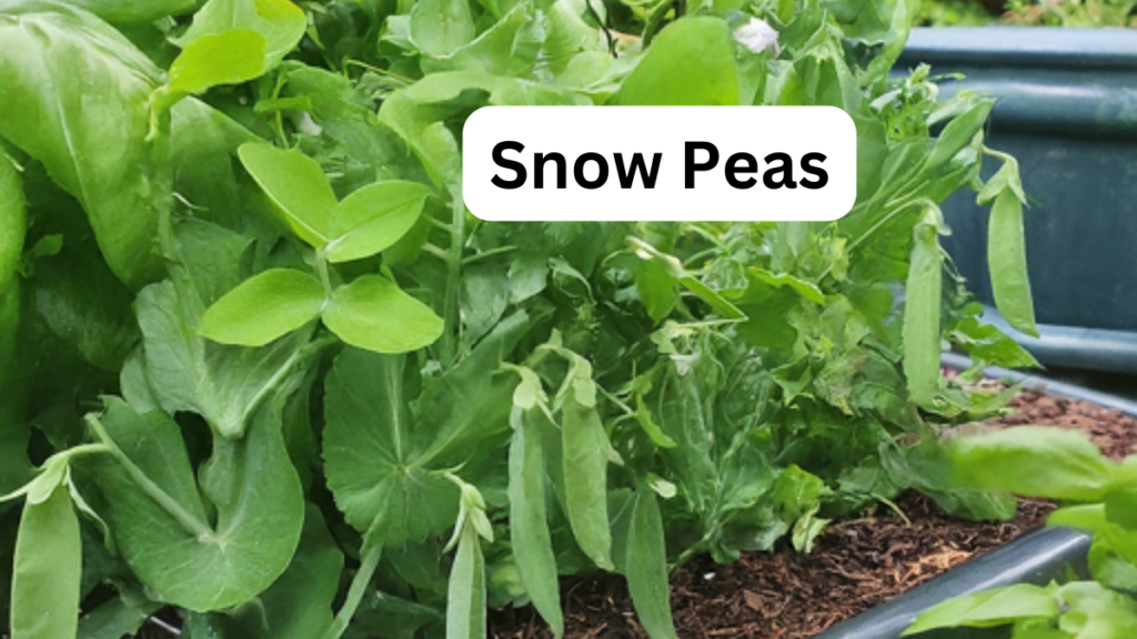 Snow Peas