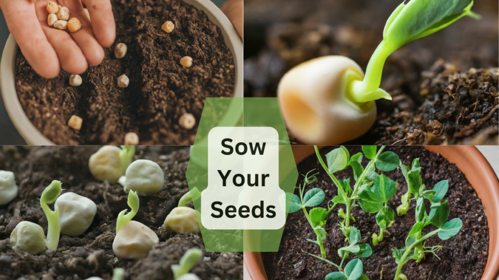 Sow Your Seeds