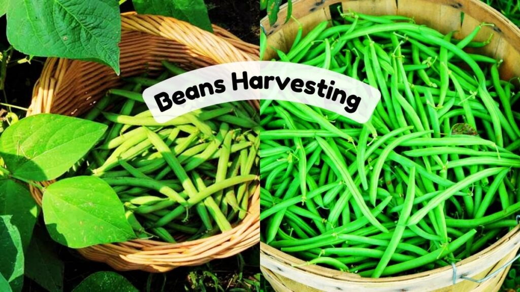 Beans Harvesting 1