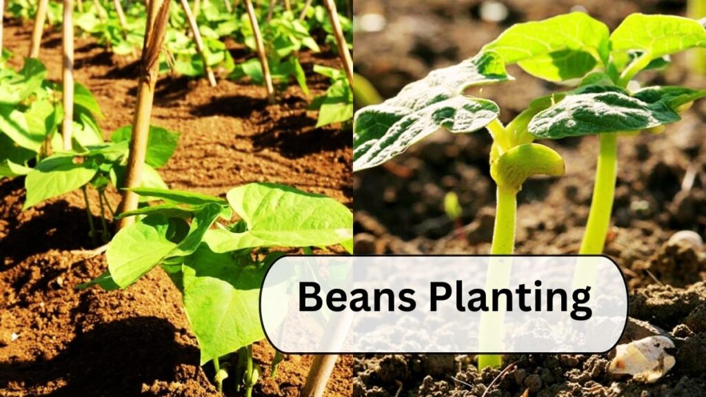 Beans Planting 1